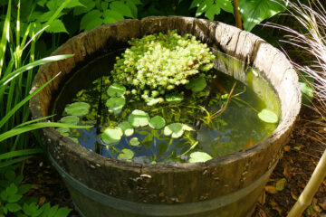 p1360813 jardin du presbytere mini bassin tonneau plantes aquatique 1200x800 1 360x240