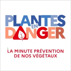Plantes en danger